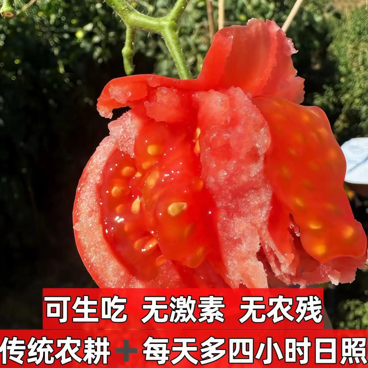 西红柿新鲜自然熟老味道沙瓤番茄可生吃水果孕妇当季农家蔬菜现摘