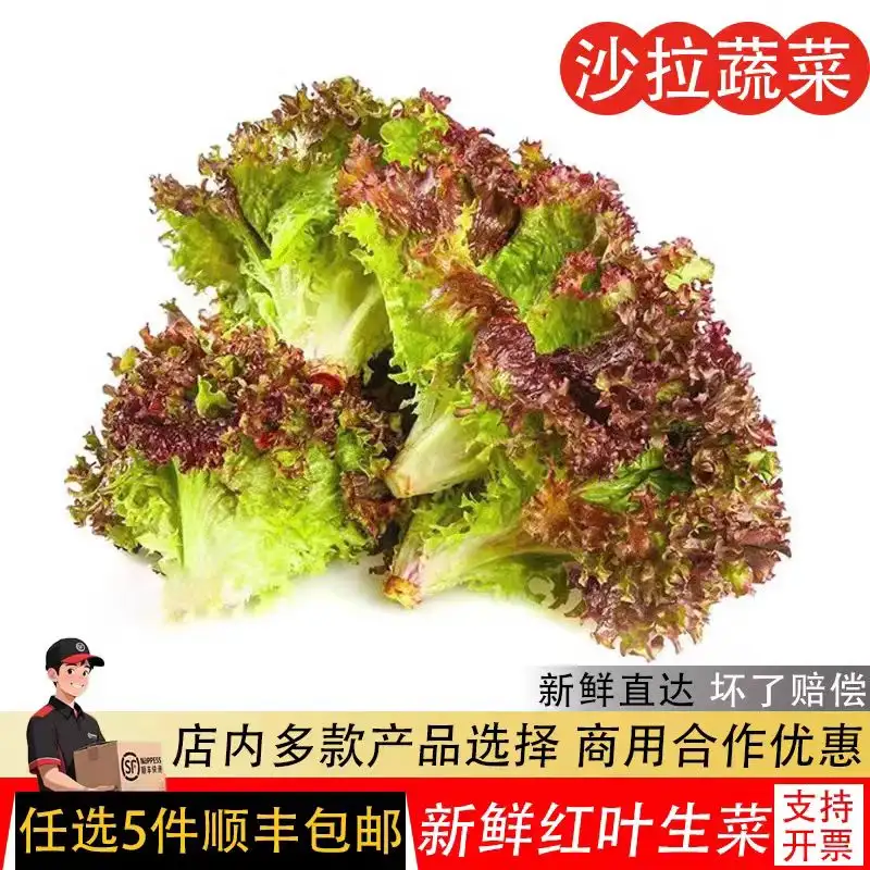 红叶生菜新鲜蔬菜沙拉罗莎紫叶生菜沙拉生吃食材烤肉西餐即食50
