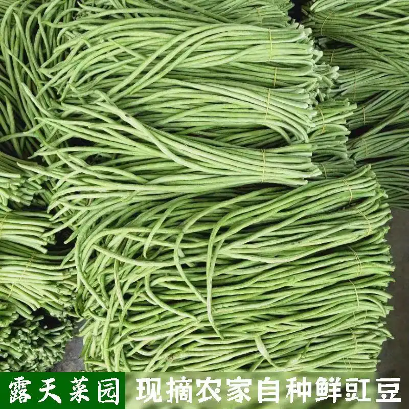 农家自种长豆角新鲜嫩嫩豇豆做泡菜酸豆角当季无筋现摘长豆角精选